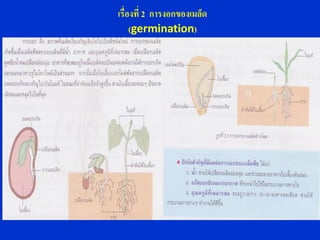 เรื่องที่ 2 การงอกของเมล็ด
     (germination)
 