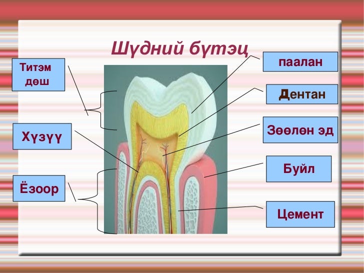 амны хөндий шүд туг