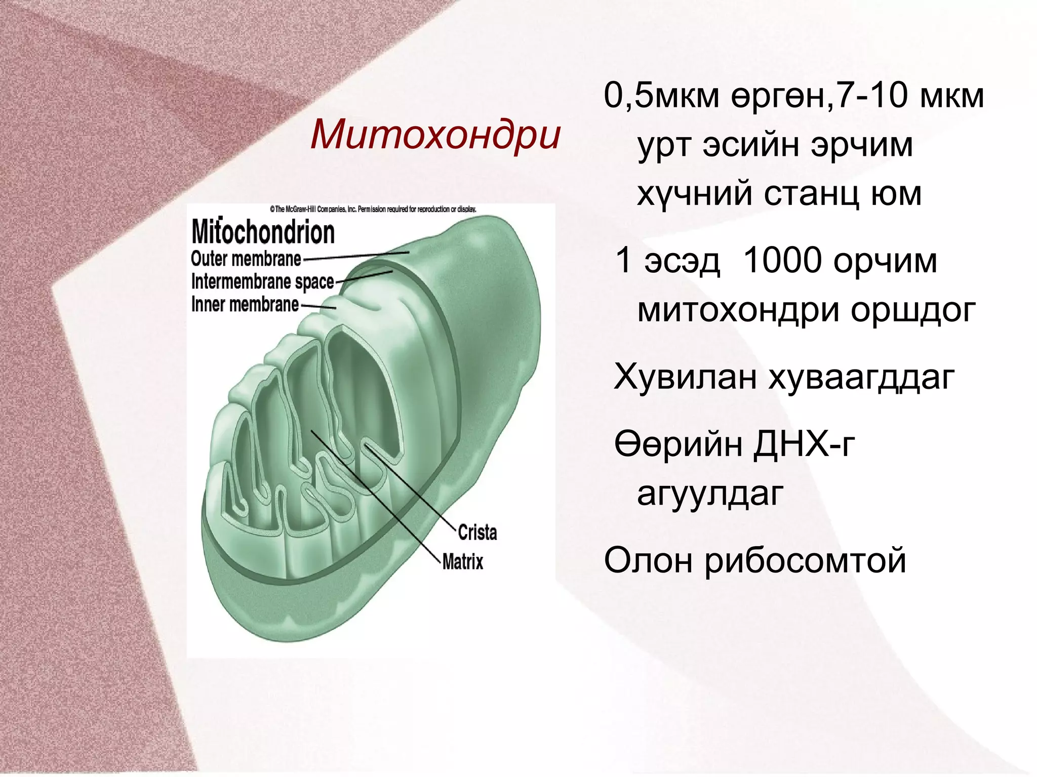 амьтны эсийн бүтэц | PPT