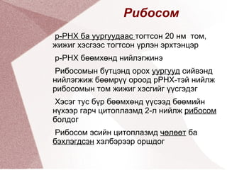 Хувилан хуваагддаг 