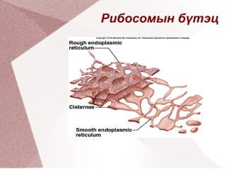Өөрийн ДНХ-г  агуулдаг 