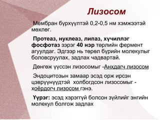 Митохондри  / электро микроскопт / . 