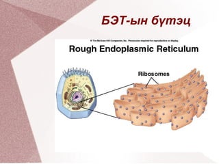 1 эсэд  1000 орчим  митохондри оршдог 