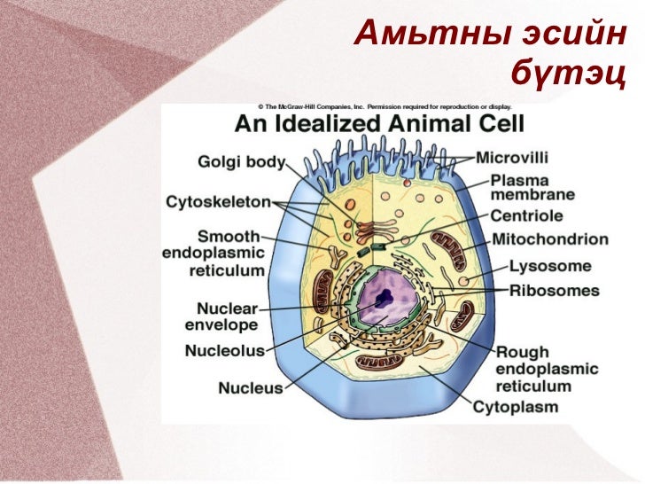 амьтны эсийн бүтэц