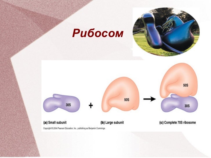 амьтны эсийн бүтэц