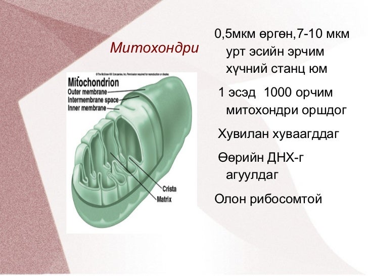 амьтны эсийн бүтэц