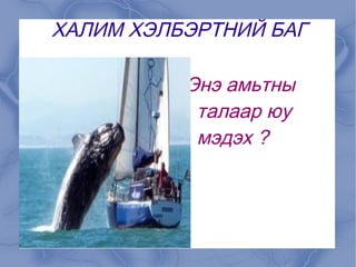 Энэ багт чоно, нохой үнэг хярс,баавгай,арсланбагтана.Чоно жижигхэн үүдэн шүднүүд ,хурц соёо,хэд хэдэн араатай.Өлөгчин 5-р сарын эхээр 5-7 бэлтрэг гаргана. Махан идэшт амьтдын баг 