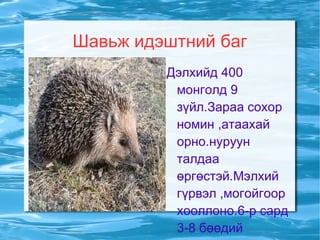 Шавьж идэштний баг Дэлхийд 400 монголд 9 зүйл.Зараа сохор номин ,атаахай  орно.нуруун талдаа өргөстэй.Мэлхий гүрвэл ,могойгоор хооллоно.6-р сард 3-8 бөөдий гаргана. 