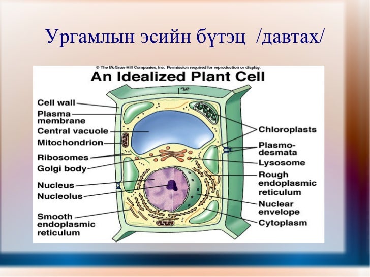 ургамлын эсийн бүтэц