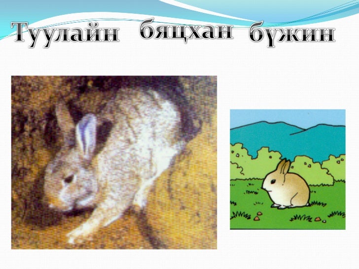гандиймаа