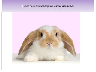 Бороотой өдөр туулай ямар модны дор хоргодох вэ?