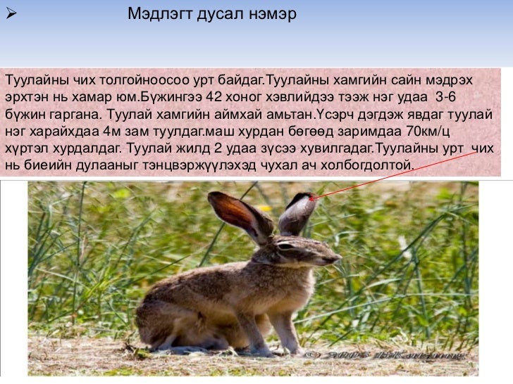 нээлттэй хичээл