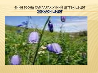 3ын тоонд хамаарах хүний шүтэх цэцэгХөх цахилдаг