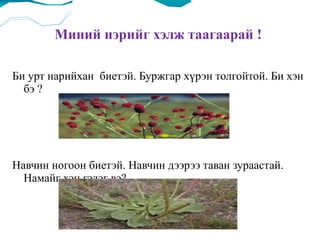 Миний нэрийг хэлж таагаарай !  Би урт нарийхан  биетэй. Буржгар хүрэн толгойтой. Би хэн бэ ?  Навчин ногоон биетэй. Навчин дээрээ таван зураастай. Намайг хэн гэдэг вэ?  