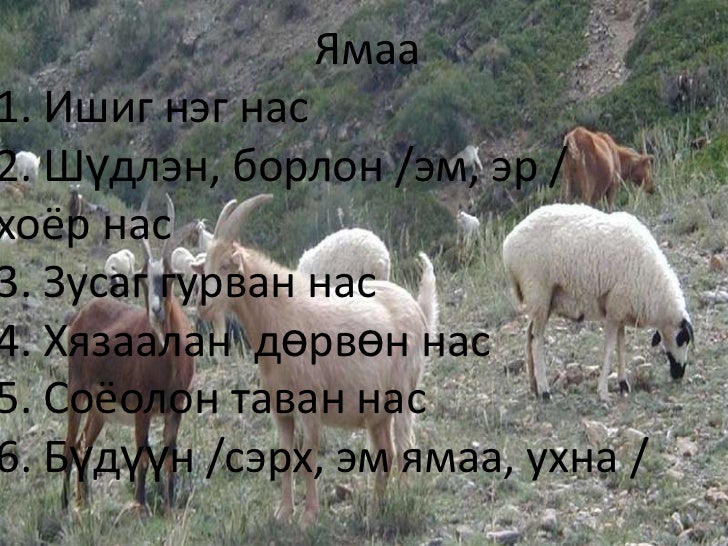 таван хошуу мал