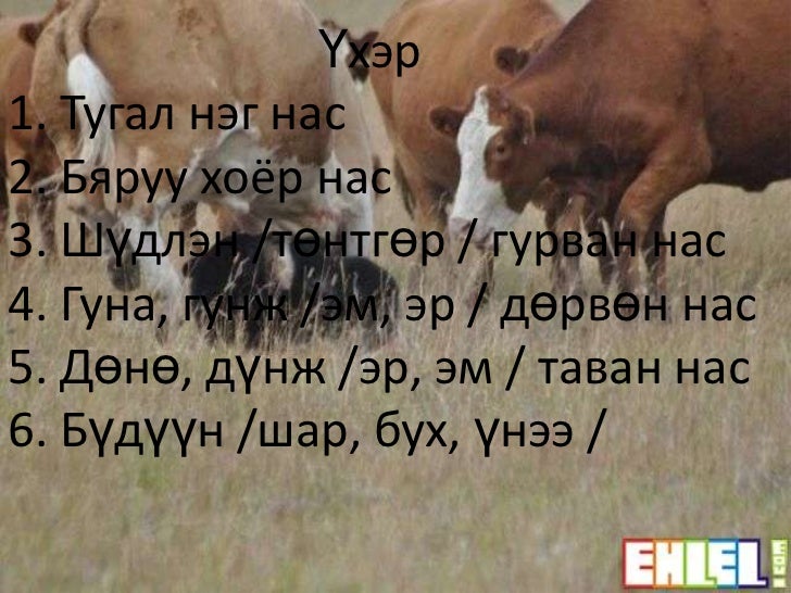таван хошуу мал