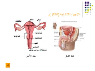 الأجهزة التناسلية  ( التكاثر ): عند الأنثى  عند الذكر 