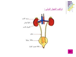 تركيب الجهاز البولي  : Slide  5 Slide 6 Slide 7 