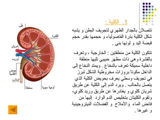 1.  الكلية  : تتصلان بالجدار الظهري لتجويف البطن و يشبه شكل الكلية بذرة الفاصولياء و حجمها بقدر حجم قبضة اليد و لونها بني  . تتكون الكلية من منطقتين  :  الخارجية ، وتعرف بالقشرة وهي ذات مظهر حبيبي تليها منطقة داخلية سميكة تعرف بالنخاع  .  ويمتد النخاع إلى الداخل مكوناً بروزات مخروطية الشكل تبرز في تجويف وسطي يعرف بحويض الكلية الذي يتصل بالحالب  .  ويرد الدم إلى الكلية عن طريق شريان كلوي و يغادرها عن طريق وريد كلوي، وتقوم الكليتان بتخليص الدم الوارد  إليها من فائض الماء  والأملاح  و الفضلات النيتروجينية و غيرها  . 