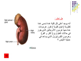 هل تعلم  : أنه يوجد أعلى كل كلية غدة تسمى غدة كظرية  (  فوق كلوية  )  تفرز هرمونات عدة منها هرمون الأدرينالين الذي يفرز في حالات الطوارئ  (  الكر و الفر )  وهرمون الكورتيزول الذي يساعد في عملية الأيض ؟ 
