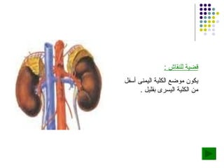 قضية للنقاش  : يكون موضع الكلية اليمنى أسفل من الكلية اليسرى بقليل  . 