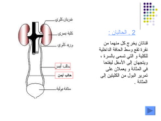2 .  الحالبان  : حالب أيمن قناتان يخرج كل منهما من نقرة تقع وسط الحافة الداخلية للكلية و التي تسمى بالسرة ، ويتجهان إلى الأسفل ليفتحا في المثانة و يعملان على تمرير البول من الكليتين إلى المثانة  . 