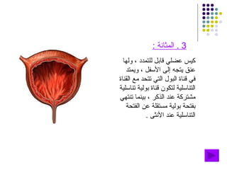 3 .  المثانة  : كيس عضلي قابل للتمدد ، ولها عنق يتجه إلى الأسفل ، ويمتد في قناة البول التي تتحد مع القناة التناسلية لتكون قناة بولية تناسلية مشتركة عند الذكر ، بينما تنتهي بفتحة بولية مستقلة عن الفتحة التناسلية عند الأنثى  . 