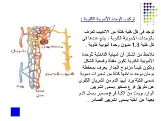 تركيب الوحدة الأنبوبية الكلوية  :  توجد في كل كلية كتلة من الانابيب تعرف بالوحدات الأنبوبية الكلوية ، يبلغ عددها في كل كلية  1.3  مليون وحدة أنبوبية كلوية  . نلاحظ من الشكل أن النهاية الداخلية للوحدة الأنبوبية الكلوية تكون مقفلة وقمعية الشكل وتكون كيساً مزدوج الجدار يعرف بمحفظة بومان،يوجد بداخلها كتلة من شعيرات دموية تسمى الكبّة يرد اليها الدم من الشريان الكلوي عن طريق فرع صغير يسمى الشريين الوارد،ويمتد من الكبة فرع صغير يحمل الدم بعيداً عن الكبّة يسمى الشريين الصادر  . 