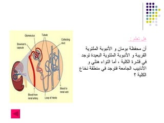 هل تعلم  :  أن محفظة بومان و الأنبوبة الملتوية القريبة و الأنبوبة الملتوية البعيدة توجد في قشرة الكلية ، أما التواء هنلي و الأنابيب الجامعة فتوجد في منطقة نخاع الكلية ؟ 