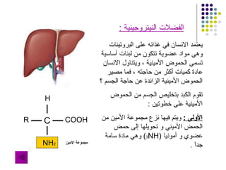 يعتمد الانسان في غذائه على البروتينات وهي مواد عضوية تتكون من لبنات أساسية تسمى الحموض الأمينية ، ويتناول الانسان عادة كميات أكثر من حاجته ، فما مصير الحموض الأمينية الزائدة عن حاجة الجسم ؟  تقوم الكبد بتخليص الجسم من الحموض الأمينية على خطوتين  :  الأولى  :   ويتم فيها نزع مجموعة الأمين من الحمض الأميني و تحويلها إلى حمض عضوي و أمونيا  (NH 3 )   وهي مادة سامة جداً  . الفضلات النيتروجينية  : C COOH H R NH 2 مجموعة الأمين 