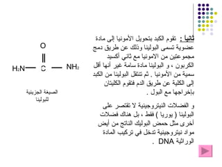 ثانياً  :   تقوم الكبد بتحويل الأمونيا إلى مادة عضوية تسمى البولينا وذلك عن طريق دمج مجموعتين من الامونيا مع ثاني أكسيد الكربون ، و البولينا مادة سامة غير أنها أقل سمية من الأمونيا  .  ثم تنتقل البولينا من الكبد إلى الكلية عن طريق الدم فتقوم الكليتان بإخراجها مع البول  .  و الفضلات النيتروجينية لا تقتصر على البولينا  (  يوريا  )  فقط ، بل هناك فضلات أخرى مثل حمض البوليك الناتج من أيض مواد نيتروجينية تدخل في تركيب المادة الوراثية  DNA  . C NH 2 H 2 N O الصيغة الجزيئية للبولينا 