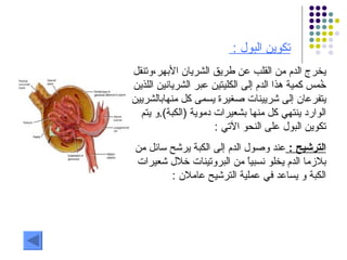 تكوين البول  :  يخرج الدم من القلب عن طريق الشريان الأبهر،وتنقل خُمس كمية هذا الدم إلى الكليتين عبر الشريانين اللذين  يتفرعان إلى شريينات صغيرة يسمى كل منهابالشريين الوارد ينتهي كل منها بشعيرات دموية  ( الكبة ). و يتم تكوين البول على النحو الآتي  :  الترشيح  :  عند وصول الدم إلى الكبة يرشح سائل من بلازما الدم يخلو نسبياً من البروتينات خلال شعيرات الكبة و يساعد في عملية الترشيح عاملان  : 