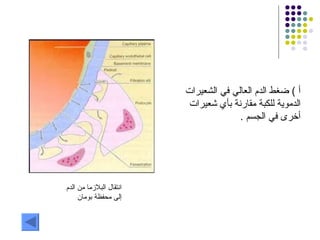 أ  )  ضغط الدم العالي في الشعيرات الدموية للكبة مقارنة بأي شعيرات أخرى في الجسم  . انتقال البلازما من الدم إلى محفظة بومان 