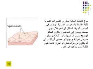 ب  )  النفاذية العالية لجدران الشعيرات الدموية للكبة مقارنة بالشعيرات الدموية الأخرى في الجسم ، ثم ينفذ السائل الراشح خلال جدر محفظة بومان إلى تجويفها و يتكون  السائل الراشح  من مواد أهمها ماء و أملاح و سكر و حموض أمينية  و بولينا و حمض البوليك  .  أي أنه يتكون من مواد ضارة و أخرى نافعة تقوم الكلية باسترجاعها إلى الدم  .  