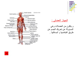 الجهاز العضلي  : و يتكون من العضلات وهي المسؤولة عن تحريك الجسم عن طريق انقباضها و انبساطها  . 