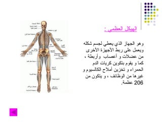 الهيكل العظمي  : وهو الجهاز الذي يعطي لجسم شكله ويعمل على ربط الأجهزة الأخرى من عضلات و أعصاب  وأربطة ، كما و يقوم بتكوين كريات الدم  الحمراء و تخزين أملاح الكالسيوم و غيرها من الوظائف ، و يتكون من  206  عظمة . 