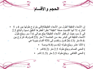 الحجم والأقسام   إن الأمعاء الدقيقة أطول من الأمعاء الغليظة ( التي يتراوح طولها بين  4  و  5  أمتار ) ، إلا أنها اكتسبت صفة  " دقيقة "  نظراً لقطرها الدقيق نسبياً والبالغ  2.5  إلى  3  سم، حيث أن قطر الأمعاء الغليظة يبلغ حوالي  7.6  سم .  ويبلغ طول الأمعاء الدقيقة في البشر بعد سن الخامسة  7  متر  (23  قدم )  وقد تتراوح بين  4-9  متر  (13-26  قدم ).  وتنقسم إلى ثلاثة أقسام بنيوية هي : الاثنا عشر ويبلغ طوله  62  سم  (9.8  بوصة )  المعي الصائم ويبلغ طوله  2.5  متر  (8.2  قدم )  المعي اللفائفي  ويبلغ طوله  3.5  متر  (11.5  قدم )  