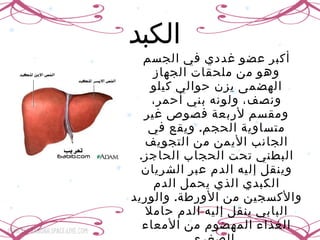 الكبد   أكبر عضو غددي في الجسم وهو من ملحقات الجهاز الهضمى يزن حوالي كيلو ونصف، ولونه بني أحمر، ومقسم لأربعة فصوص غير متساوية الحجم .  ويقع في الجانب الأيمن من التجويف البطني تحت الحجاب الحاجز .  وينقل إليه الدم عبر الشريان الكبدي الذي يحمل الدم والأكسجين من الأورطة .  والوريد البابي ينقل إليه الدم حاملا الغذاء المهضوم من الأمعاء الصغري .  