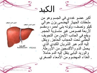 الكبد   أكبر عضو غددي في الجسم وهو من ملحقات الجهاز الهضمى يزن حوالي كيلو ونصف، ولونه بني أحمر، ومقسم لأربعة فصوص غير متساوية الحجم. ويقع في الجانب الأيمن من التجويف البطني تحت الحجاب الحاجز. وينقل إليه الدم عبر الشريان الكبدي الذي يحمل الدم والأكسجين من الأورطة. والوريد البابي ينقل إليه الدم حاملا الغذاء المهضوم من الأمعاء الصغري.  