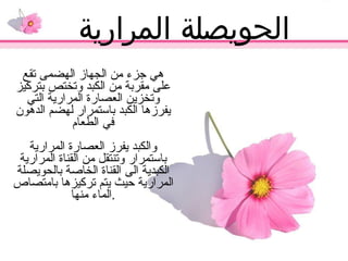 الحويصلة المرارية  هي جزء من الجهاز الهضمى تقع على مقربة من الكبد وتختص بتركيز وتخزين العصارة المرارية التي يفرزها الكبد باستمرار لهضم الدهون في الطعام والكبد يفرز العصارة المرارية باستمرار وتنتقل من القناة المرارية الكبدية الى القناة الخاصة بالحويصلة المرارية حيث يتم تركيزها بامتصاص الماء منها . 