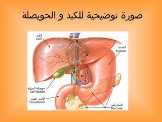 صورة توضيحية للكبد و الحويصلة  