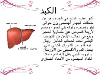 الكبد   أكبر عضو غددي في الجسم وهو من ملحقات الجهاز الهضمى يزن حوالي كيلو ونصف، ولونه بني أحمر، ومقسم لأربعة فصوص غير متساوية الحجم. ويقع في الجانب الأيمن من التجويف البطني تحت الحجاب الحاجز. وينقل إليه الدم عبر الشريان الكبدي الذي يحمل الدم والأكسجين من الأورطة. والوريد البابي ينقل إليه الدم حاملا الغذاء المهضوم من الأمعاء الصغري.  