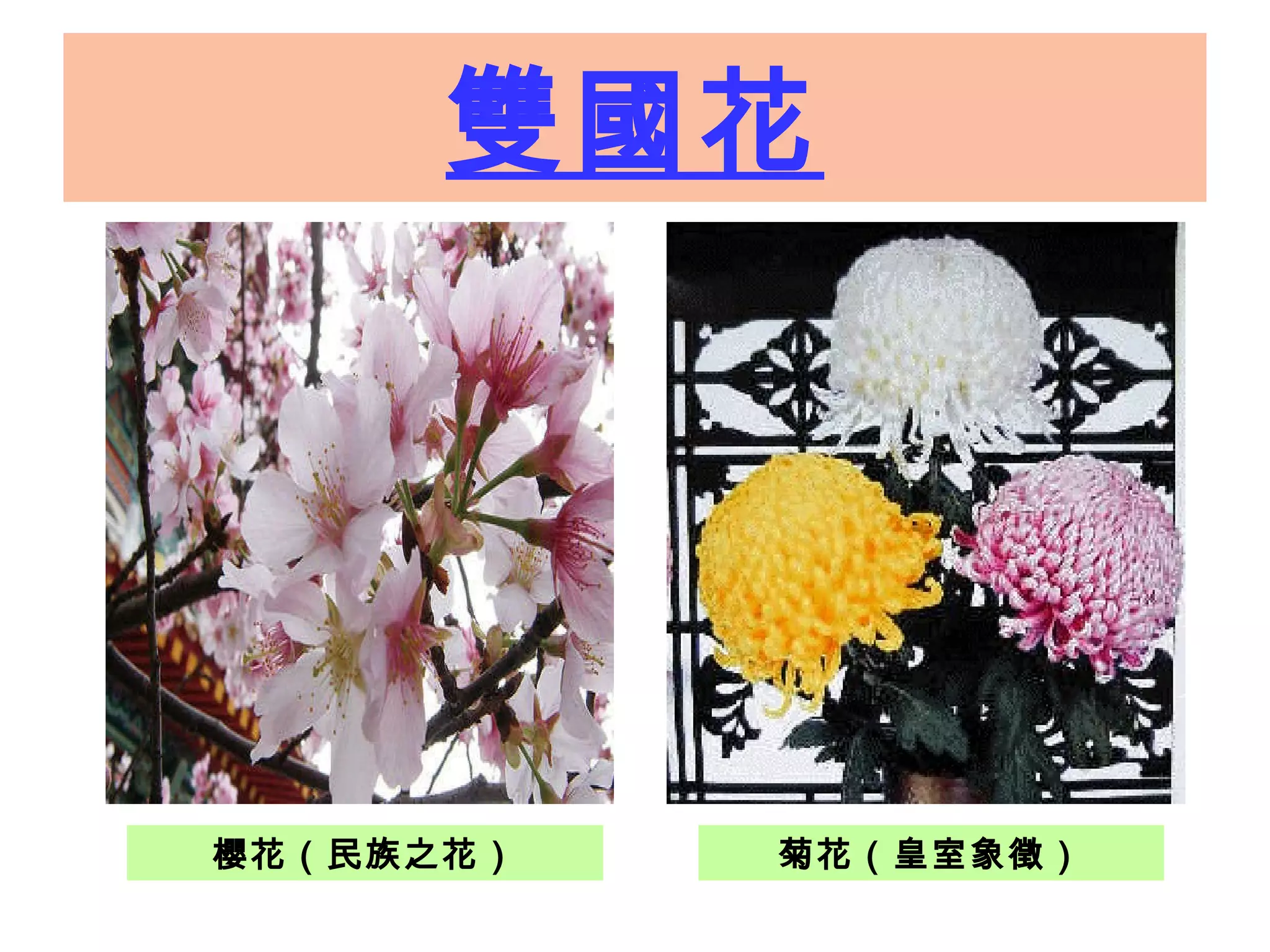 雙國花 櫻花（民族之花） 菊花（皇室象徵） 