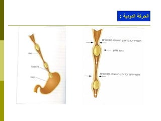 الحركة الدودية  : 