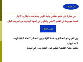هي عبارة عن عضو عضلي يشبه الكيس يستوعب ما يقارب  2  ليتر . المعدة موجودة في القسم الامامي والعلوي في الجهة اليسارية من تجويف البطن . بين المريء والمعدة توجد فتحة الفؤاد وبين المعدة والامعاء الدقيقة توجد  فتحة البواب . وظيفة هاتين الفتحتين تنظيم عبور الطعام من والى المعدة  .   4.  المعدة مبنى المعدة 