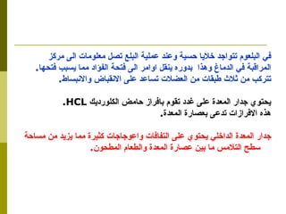في البلعوم تتواجد خلايا حسية وعند عملية البلع تصل معلومات الى مركز  المراقبة في الدماغ وهذا  بدوره ينقل اوامر الى فتحة الفؤاد مما يسبب فتحها . تتركب من ثلاث طبقات من العضلات تساعد على الانقباض والانبساط . يحتوي جدار المعدة على غدد تقوم بافراز حامض الكلورديك  HCL .  هذه الافرازات تدعى بعصارة المعدة . جدار المعدة الداخلي يحتوي على التفافات واعوجاجات كثيرة مما يزيد من مساحة  سطح التلامس ما بين عصارة المعدة والطعام المطحون . 