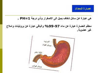 هي عبارة عن سائل شفاف يميل الى الاصفرار وذي درجة  PH=1  . معظم العصارة عبارة عن ماء  97-99%   والباقي عبارة عن بروتينات واملاح  غير عضوية . عصارة المعدة : 