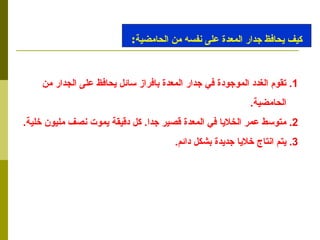 تقوم الغدد الموجودة في جدار المعدة بافراز سائل يحافظ على الجدار من  الحامضية . 2.  متوسط عمر الخلايا في المعدة قصير جدا .  كل دقيقة يموت نصف مليون خلية .  3.  يتم انتاج خلايا جديدة بشكل دائم . كيف يحافظ جدار المعدة على نفسه من الحامضية : 