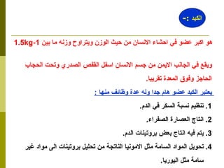 هو اكبر عضو في احشاء الانسان من حيث الوزن ويتراوح وزنه ما بين  1-1.5kg   ويقع في الجانب الايمن من جسم الانسان اسفل القفص الصدري وتحت الحجاب  الحاجز وفوق المعدة تقريبا . يعتبر الكبد عضو هام جدا وله عدة وظائف منها  : 1.  تنظيم نسبة السكر في الدم . 2.  انتاج العصارة الصفراء . 3.  يتم فيه انتاج بعض بروتينات الدم . 4.  تحويل المواد السامة مثل الامونيا الناتجة من تحليل بروتينات الى مواد غير  سامة مثل اليوريا . 5.  تحطيم السموم الداخلة الى الجسم . الكبد  :- 