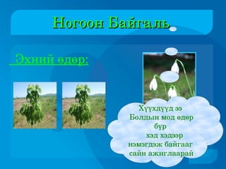 Ногоон Байгаль  Эхний өдөр: Хүүхдүүд ээ  Болдын мод өдөр бүр  хэд хэдээр нэмэгдэж байгааг  сайн ажиглаарай 